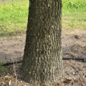Liquidambar styraciflua - 10