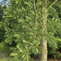Cedrus deodara - 1