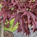 Acer palmatum 'Bloodgood' - 2