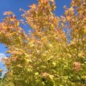 Acer palmatum 'Bi-hoo' - 5
