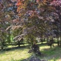 Fagus sylvatica 'Atropunicea' - Foto 2