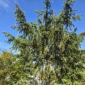 Taxus baccata dovastoniana 'Aurea Pendula' - 3