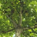Platanus cultivar - Foto 1