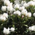 Rhododendron 'Cunningham's White' - impressie bloei in april