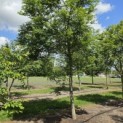 Acer palmatum - Foto 2