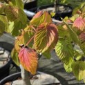 Davidia involucrata - Foto 3