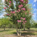 Lagerstroemia indica 'Rosea' - 3