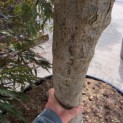 Acer palmatum 'Inaba Shidare' - Foto 9