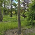 Liriodendron tulipifera - 2
