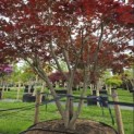 Acer palmatum 'Atropurpureum' - Foto 4