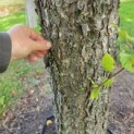 betula nigra - 3