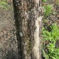 Acer campestre - Foto 2