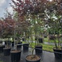 Acer palmatum 'Bloodgood' - Foto 5