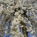 Prunus subhirtella 'Pendula' - 1