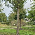Metasequoia glyptostroboides - Foto 6
