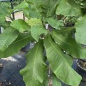 Magnolia macrophylla - Foto 3