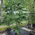Magnolia macrophylla - Foto 2