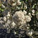 Viburnum 'Pragense' - 1