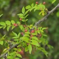 Zanthoxylum simulans - Foto 8