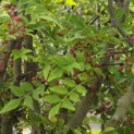 Zanthoxylum simulans - Foto 7