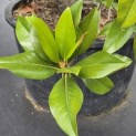Magnolia grandiflora 'Galissonnière' - 2