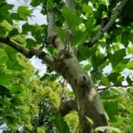 Platanus x hispanica - Afbeelding 1
