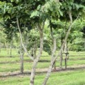 Parrotia persica - 1
