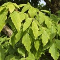Acer Triflorum - 1