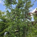 Quercus ilex - 7