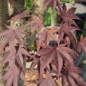 Acer palmatum 'Bloodgood' - 2