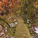 Fagus sylvatica 'Atropunicea' - Foto 1