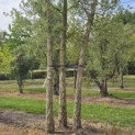Quercus Suber - 2