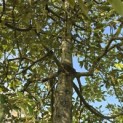Quercus ilex - 3