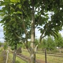 Magnolia 'Wada's Memory' - Foto 3