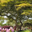Acer palmatum 'Dissectum' - Foto 5
