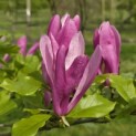 Magnolia 'Susan' - 1