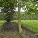 Carpinus Caroliniana - 3