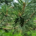 Pinus sylvestris - Afbeelding 2