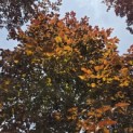 Fagus sylvatica 'Atropunicea' - 3