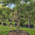Pinus nigra 'Nigra' - Foto 7