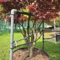 Acer palmatum 'Skeeter's Broom' - 2