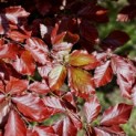 Fagus sylvatica 'Atropunicea' - 1