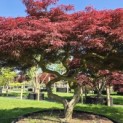 Acer palmatum 'Garnet' - 2