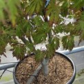 Acer palmatum 'Aconitifolium' - Foto 3