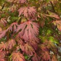 Acer palmatum 'Aconitifolium' - Foto 4