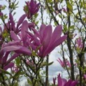 Magnolia 'Susan' - 8