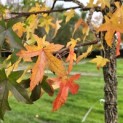 Liquidambar styraciflua - 1