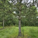 Pinus nigra subsp. Nigra - Foto 3