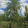 Salix x sepulcralis 'Chrysocoma' - Foto 1