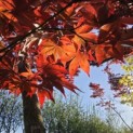 Acer palmatum 'Bloodgood' - Foto 3